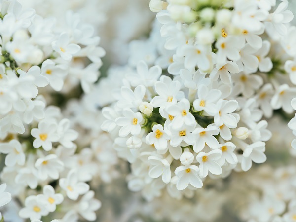 Mơ thấy hoa màu trắng may hay xui đánh con gì sớm về bờ?