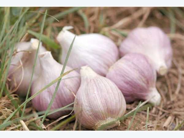 Nằm mơ thấy củ tỏi đánh con gì có điềm báo gì hấp dẫn Nằm mơ thấy củ tỏi đánh con gì có điềm báo gì hấp dẫn