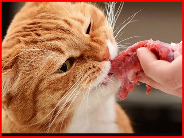 Nhìn thấy ăn thịt mèo nên chọn con số phát tài nào