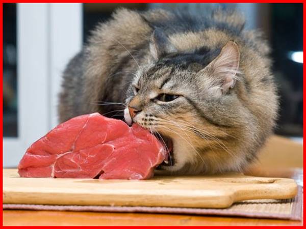 Giải mã điềm báo thấy ăn thịt mèo