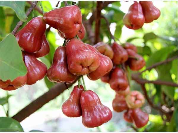 Nhìn thấy cây roi mua vé số con gì may mắn