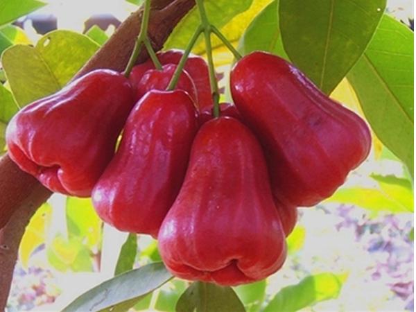 Ý nghĩa của việc nhìn thấy cây roi