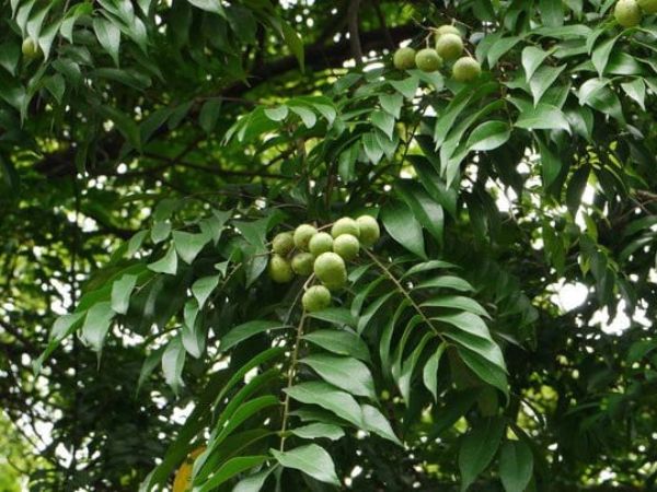 Nhìn thấy cây sấu mua vé số con gì may mắn