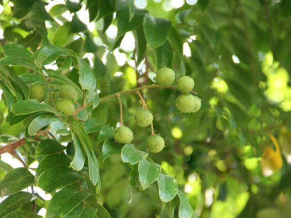 Ý nghĩa của việc nhìn thấy cây sấu