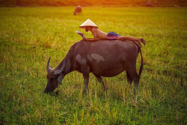 Chiêm bao thấy con trâu báo hiệu phát tài hay tai ương?