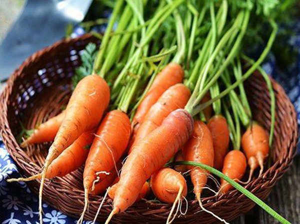 Nằm mơ thấy củ cà rốt báo hiệu những điềm gì?