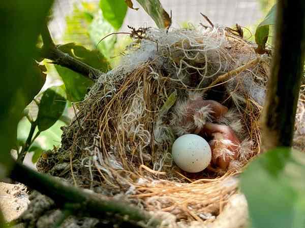 Mơ thấy tổ chim trên cây cao – Khát vọng và thành tựu