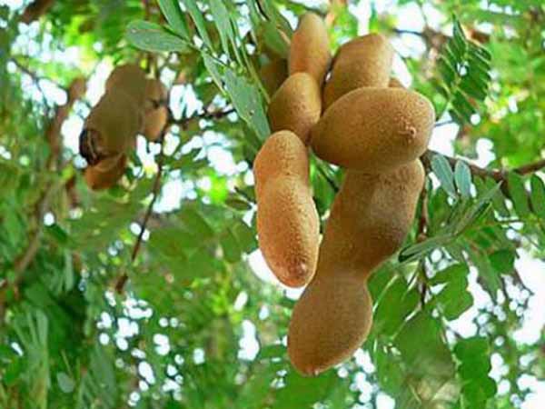 Mộng mị thấy ăn quả me chua