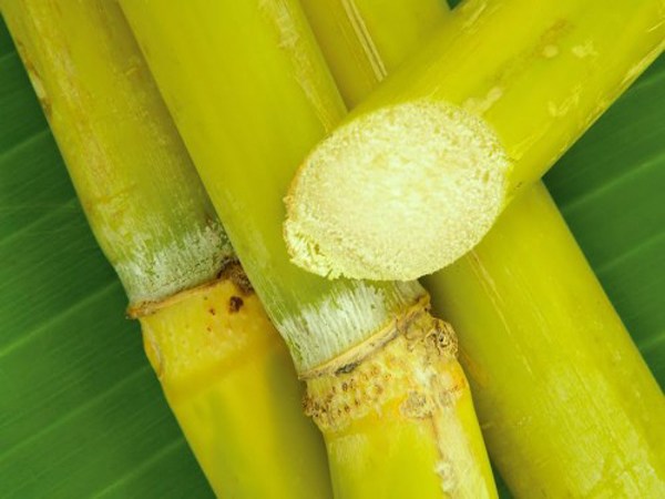 Mộng mơ thấy cây mía khô héo