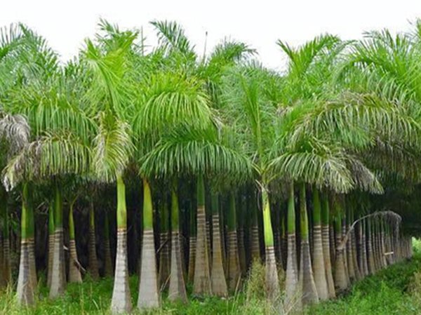 Nằm mơ thấy cây cau có điềm tâm linh gì?