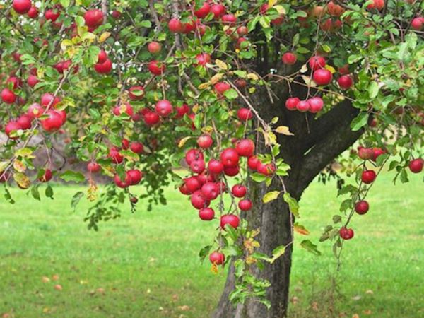 Ngủ mơ thấy cây táo mang đến thông điệp gì?