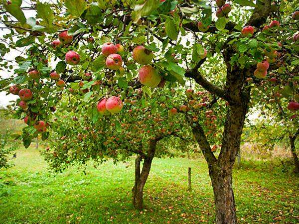 Ngủ mơ thấy cây táo mang đến thông điệp gì?