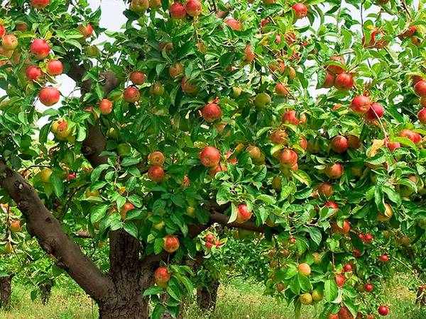 Ngủ mơ thấy cây táo mang đến thông điệp gì?