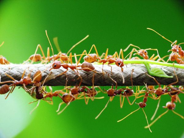 Mơ thấy kiến vàng cho thấy tín hiệu gì trong cuộc sống