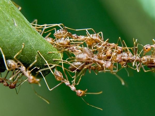 Mơ thấy kiến vàng cho thấy tín hiệu gì trong cuộc sống