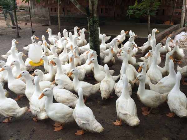Chiêm bao thấy đàn vịt đang bơi trên ao hồ