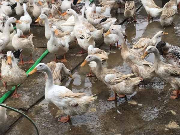 Mơ thấy đàn vịt đang tìm mồi
