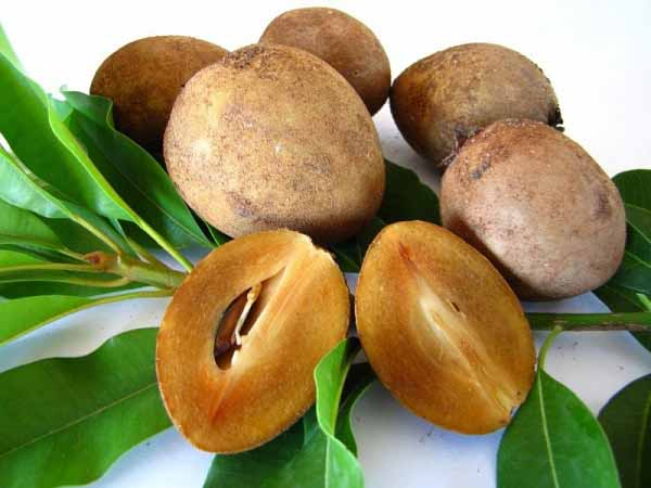Mộng mơ thấy quả hồng xiêm rụng đầy dưới đất