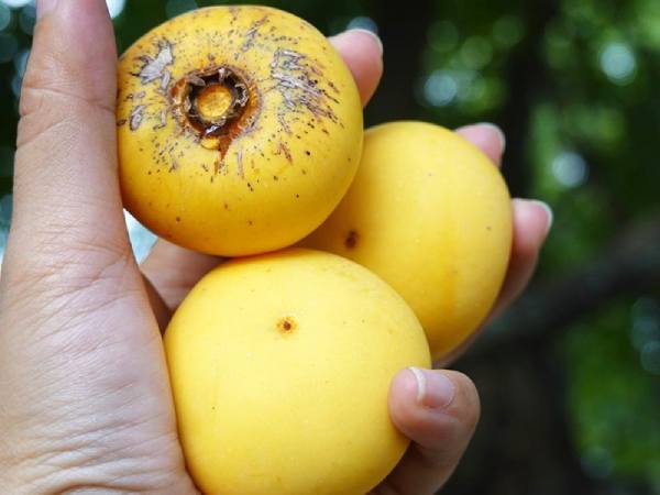 Giải mã giấc mơ thấy quả thị: May mắn hay xui xẻo?