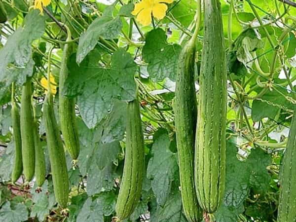 Con số may mắn từ giấc mơ thấy quả mướp