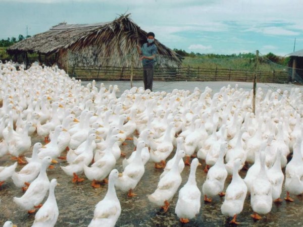 Nằm mơ thấy đàn vịt ám chỉ điềm gì tốt hay xấu?