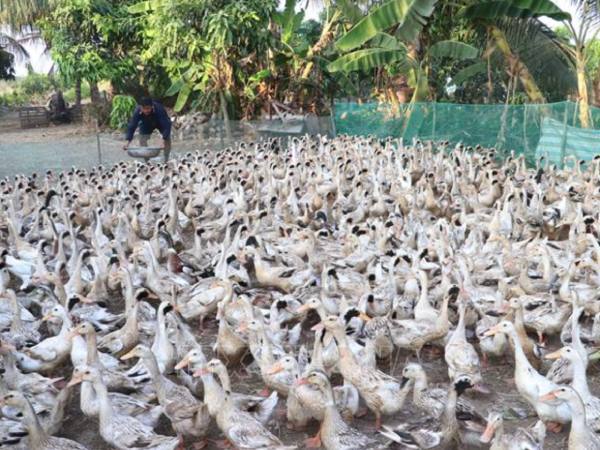 Nằm mơ thấy đàn vịt ám chỉ điềm gì tốt hay xấu?