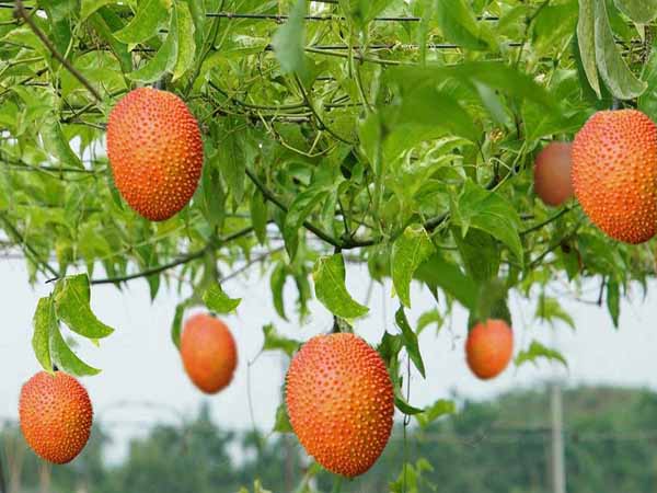 Chiêm bao thấy cây gấc bị cắt đứt