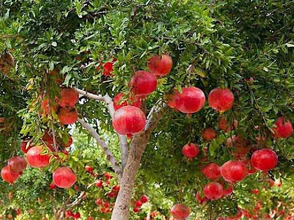 Mộng mơ thấy mình trồng cây lựu