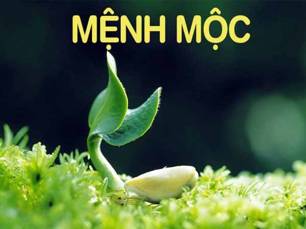 Vài nét về tử vi người mệnh Mộc ngày 25/9/2025 thứ 5 hôm nay