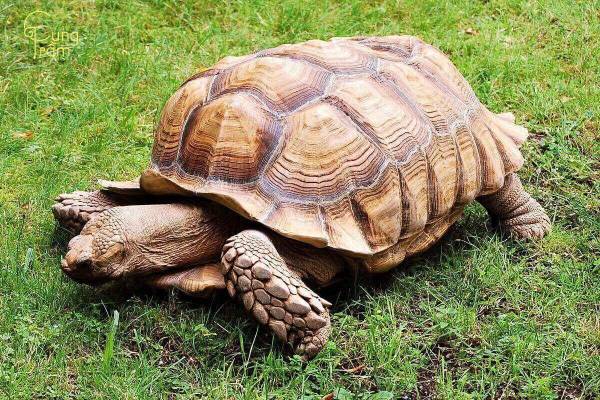 Mơ thấy ăn thịt rùa: Có phải cơ hội làm giàu đang gọi?