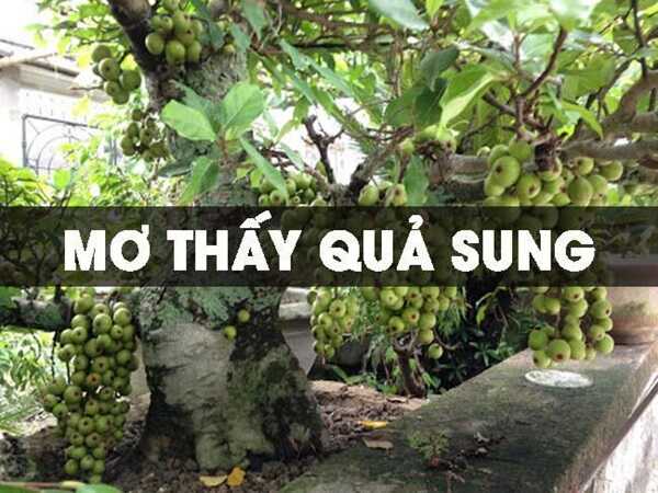 Mơ thấy quả sung là điềm báo gì cho tương lai của gia chủ?