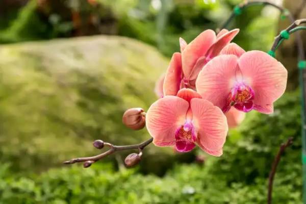 Mơ thấy hoa lan báo hiệu điều gì về công danh, tài lộc?