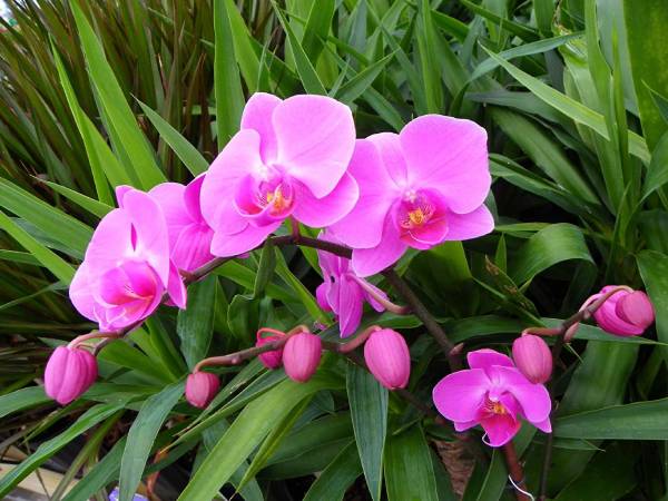 Chiêm bao thấy mình tặng hoa lan