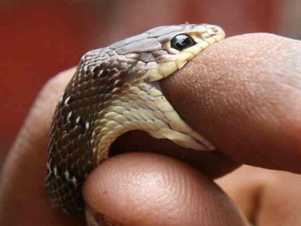 Nằm mơ thấy bị rắn cắn vào tay có phải điềm nguy hiểm?