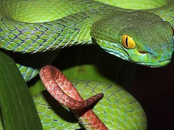 Mơ thấy bị rắn độc cắn là điềm gì, hung hay lành?