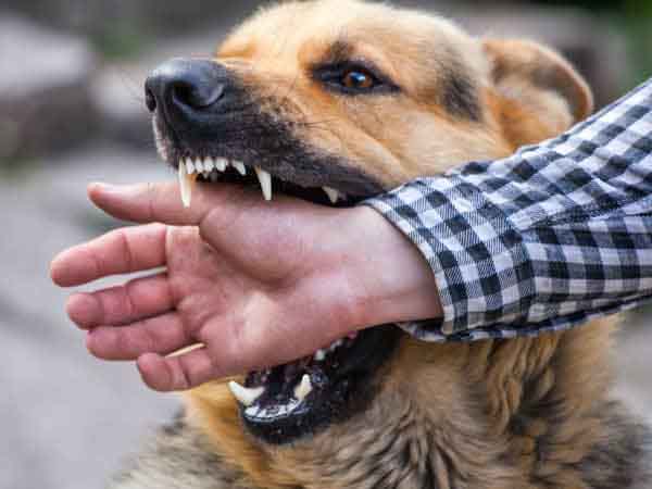 Ý nghĩa tâm linh sâu xa của giấc mơ thấy chó cắn