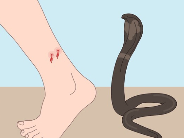 Nằm mơ thấy người thân bị rắn cắn ẩn ý điều gì?