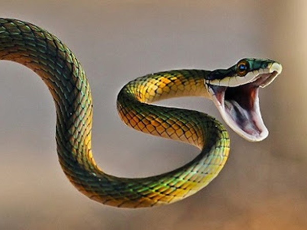 Nằm mơ thấy người thân bị rắn cắn ẩn ý điều gì?