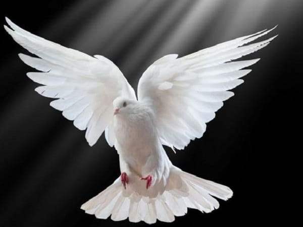 Ý nghĩa chung khi mơ thấy chim bồ câu