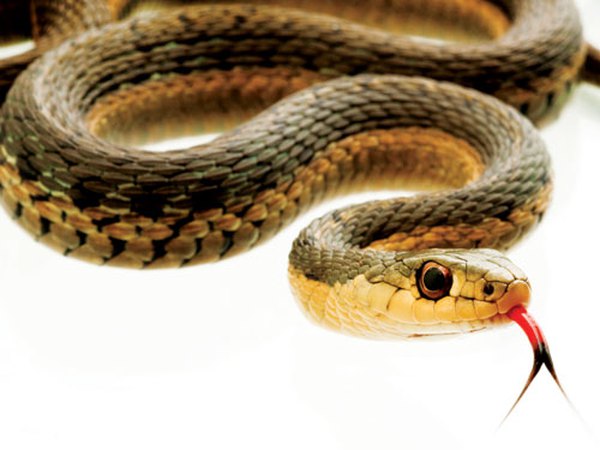 Nằm mơ thấy rắn khổng lồ có điềm báo ý nghĩa gì thú vị Nằm mơ thấy rắn khổng lồ có điềm báo ý nghĩa gì thú vị