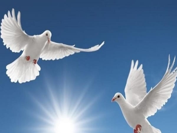 Giải mã giấc mơ thấy chim bồ câu theo từng trường hợp