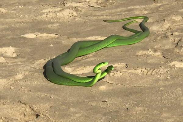 Mộng thấy hai con rắn tấn công