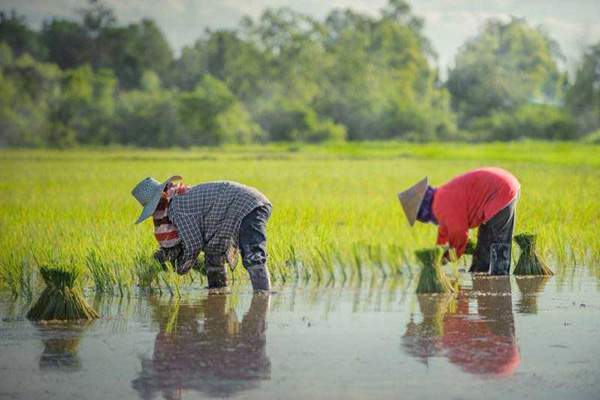 Nằm mơ đi cấy là điềm gì: Tín hiệu tiền tài hay xui rủi?