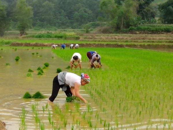 Mơ thấy đi cấy lúa xanh tốt, bội thu