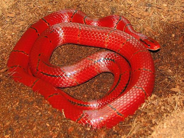 Nằm mơ thấy rắn đỏ là điềm gì trong cuộc sống