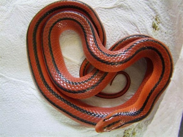 Nằm mơ thấy rắn đỏ là điềm gì trong cuộc sống