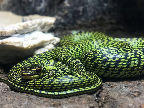 Ngủ mơ thấy rắn xanh là điềm gì, con số gì linh thiêng?