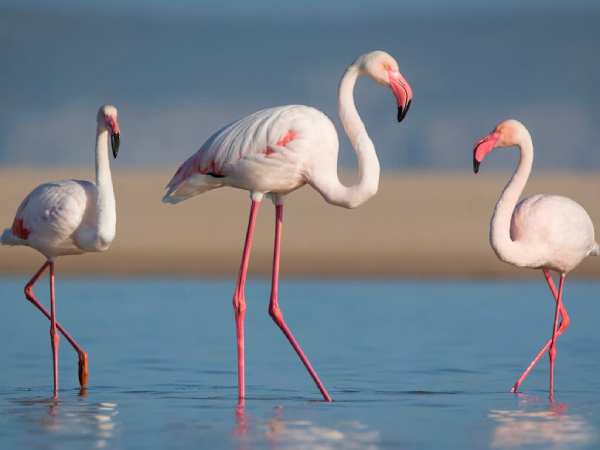 Giải mã con hạc số mấy, con hạc số gì siêu chính xác?