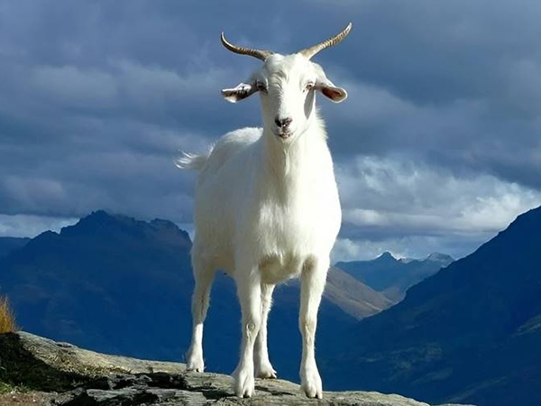 Con số may mắn hôm nay 9/4/2026 thứ 5 của 12 con giáp