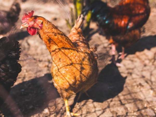 Luận con số may mắn ngày 3/4/2026 tuổi Tân Dậu